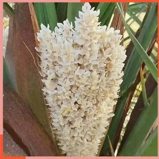 Fresh date palm flower cluster with white blossoms and green leaves, Middle Eastern herbs