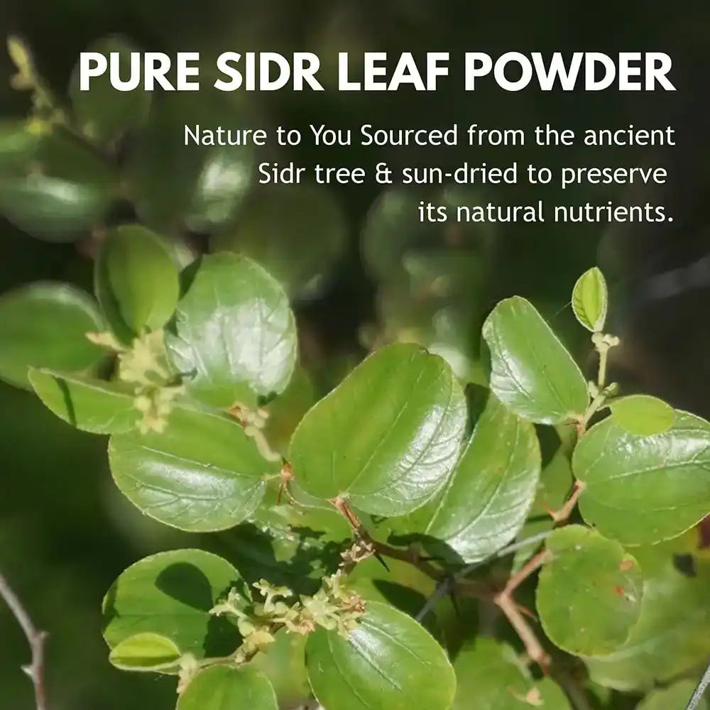 Close-up of fresh green Sidr leaves from the Sidr tree, used for natural leaf powder.