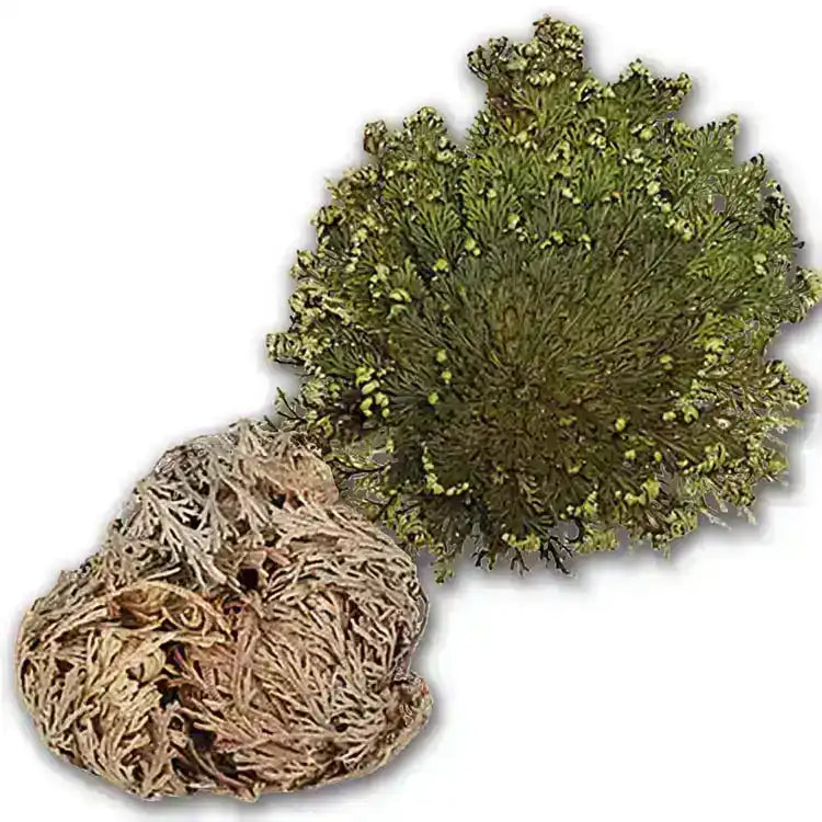 Dried and revived Rose of Jericho plant, Middle Eastern herb on white background