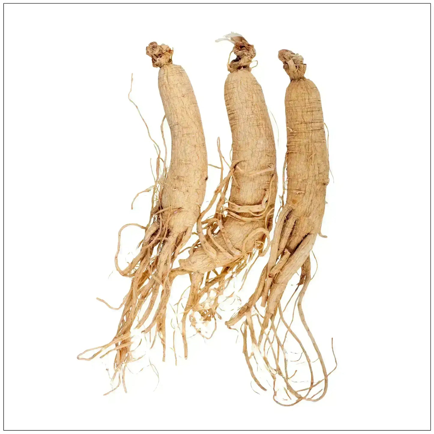 Whole dried ginseng roots with natural fibers on a white background