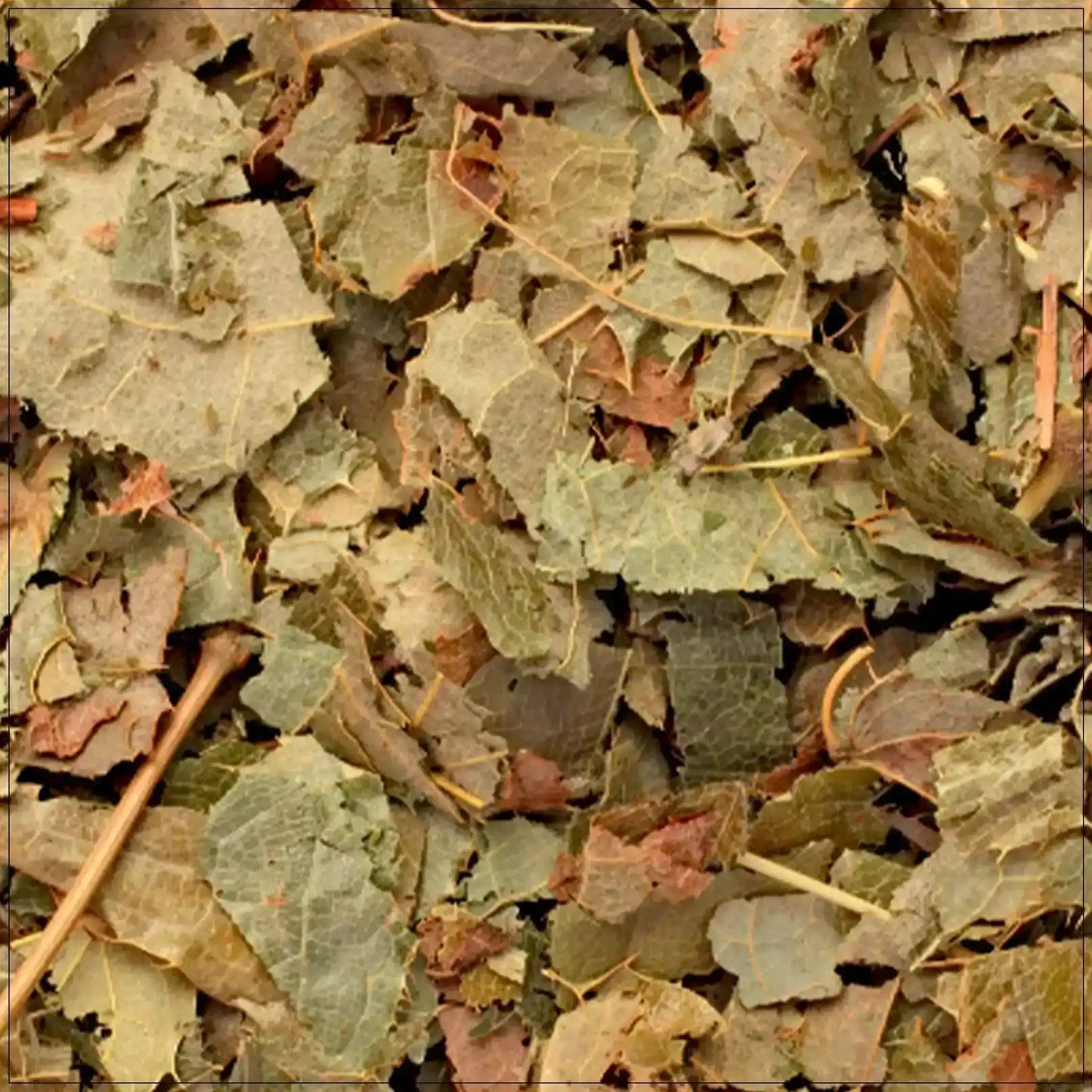Close-up of dried horny goat weed leaves, herbal supplement ingredients in natural green and brown shades
