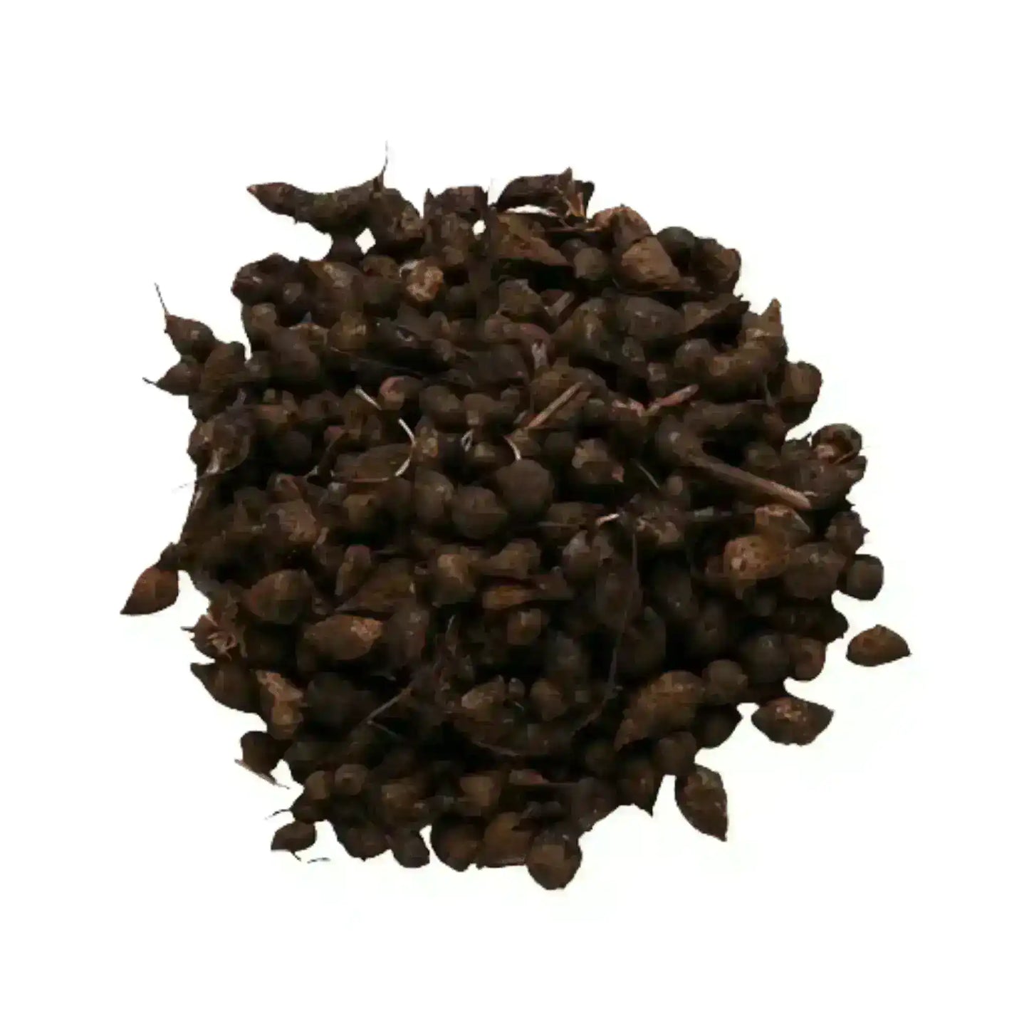 Natural dried Cyperus rotundus nut grass herb, authentic Middle Eastern spice, on white background