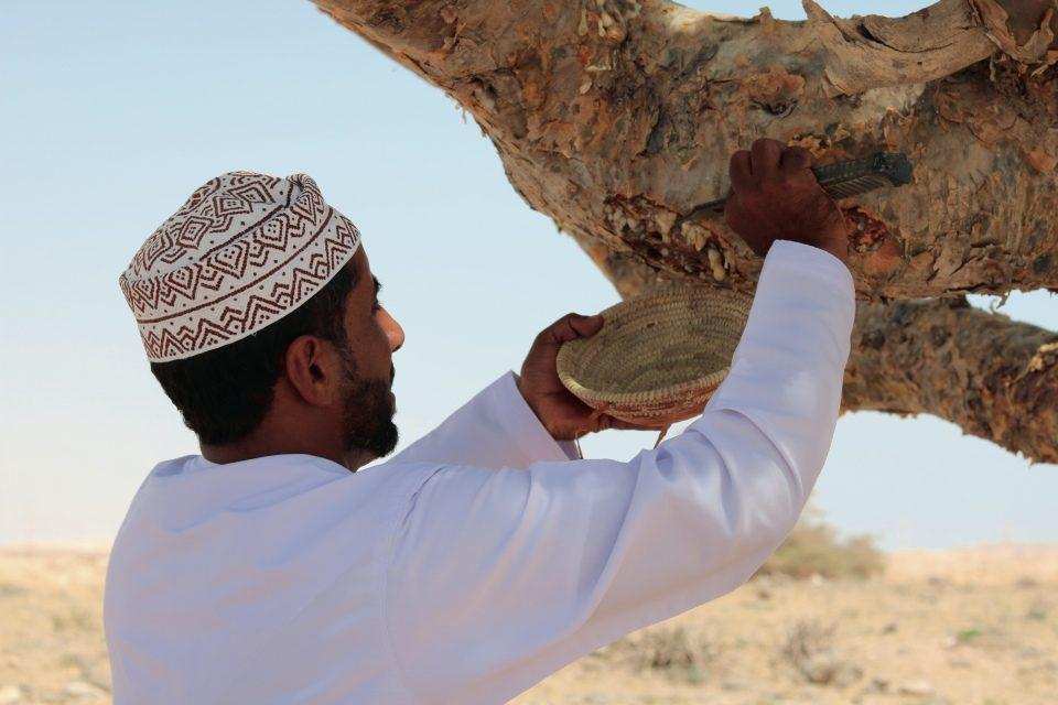 Traditional Frankincense Harvesting from Boswellia Tree in Oman