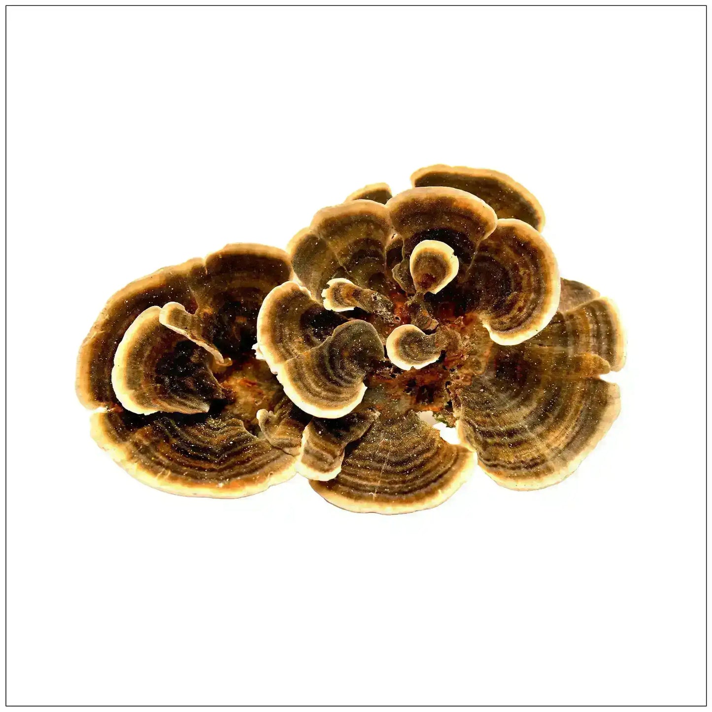 Dried turkey tail mushroom with brown and cream bands on a white background