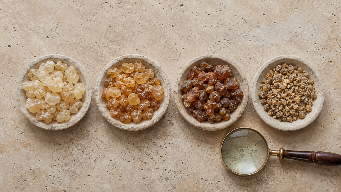 Four dishes comparing frankincense grades from pale translucent tears to golden amber and small fragments, with a magnifying glass