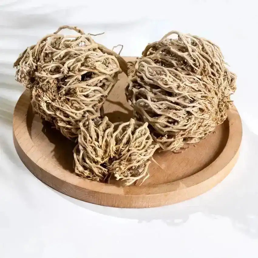 Rose of Jericho – The Miracle Resurrection Plant for Skin, Hair & Energy - MELevant