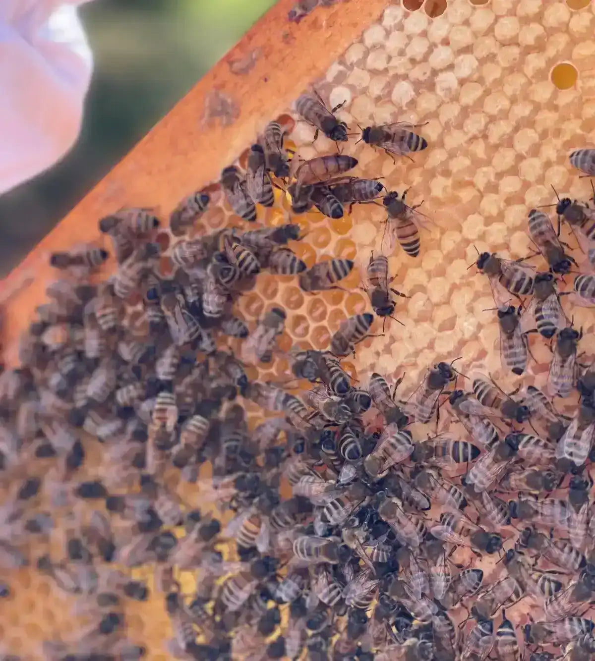 Close-up of honeybees working on honeycomb frame with hexagonal beeswax cells