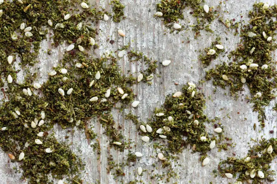Za'atar spice blend with sesame seeds on rustic wood, Middle Eastern herbs and seasonings