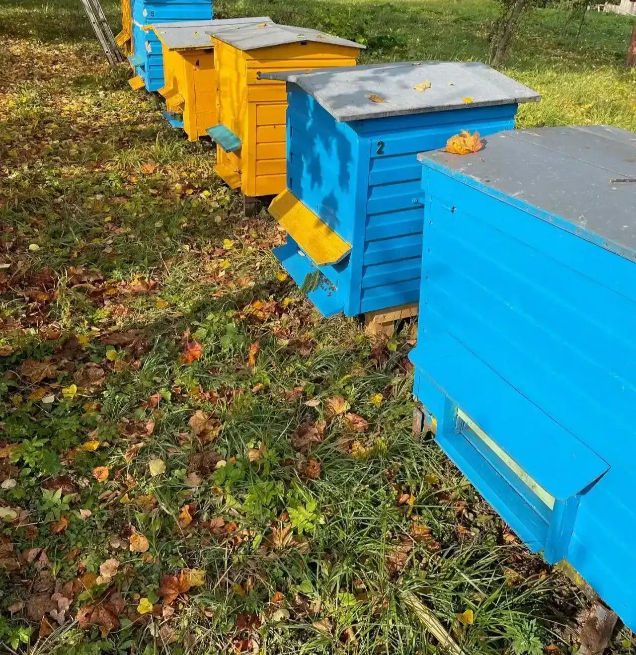 Row of colorful blue and yellow beehives in grassy autumn garden with scattered leaves
