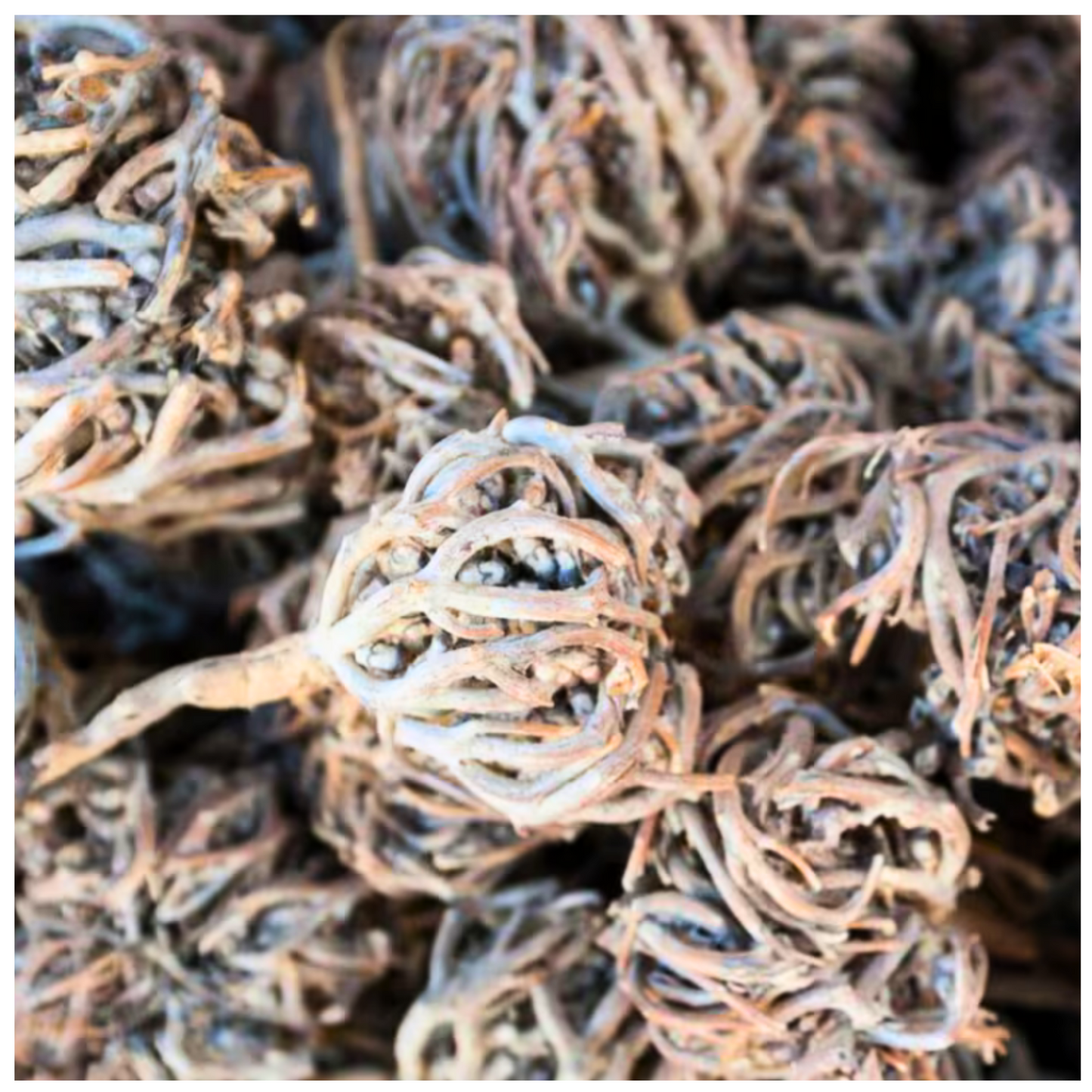 Rose of Jericho – The Miracle Resurrection Plant