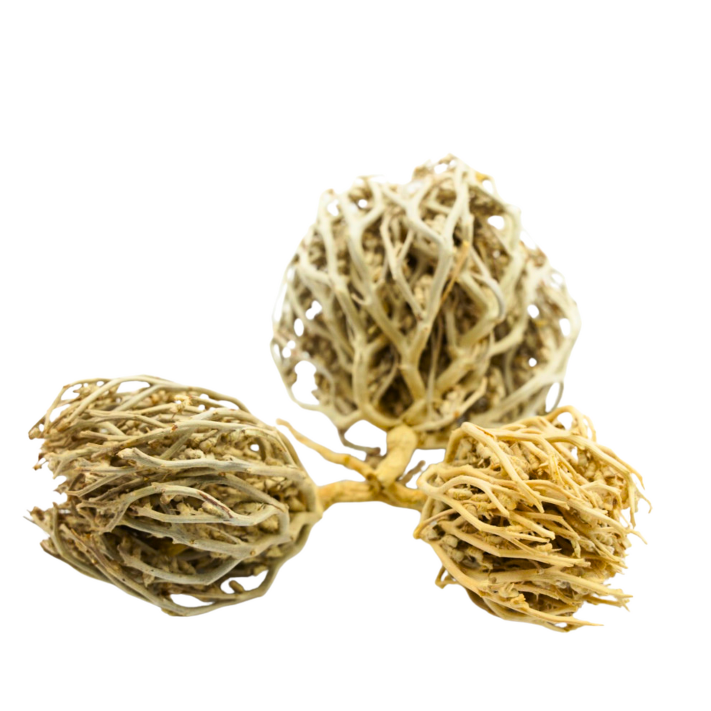 Rose of Jericho – The Miracle Resurrection Plant