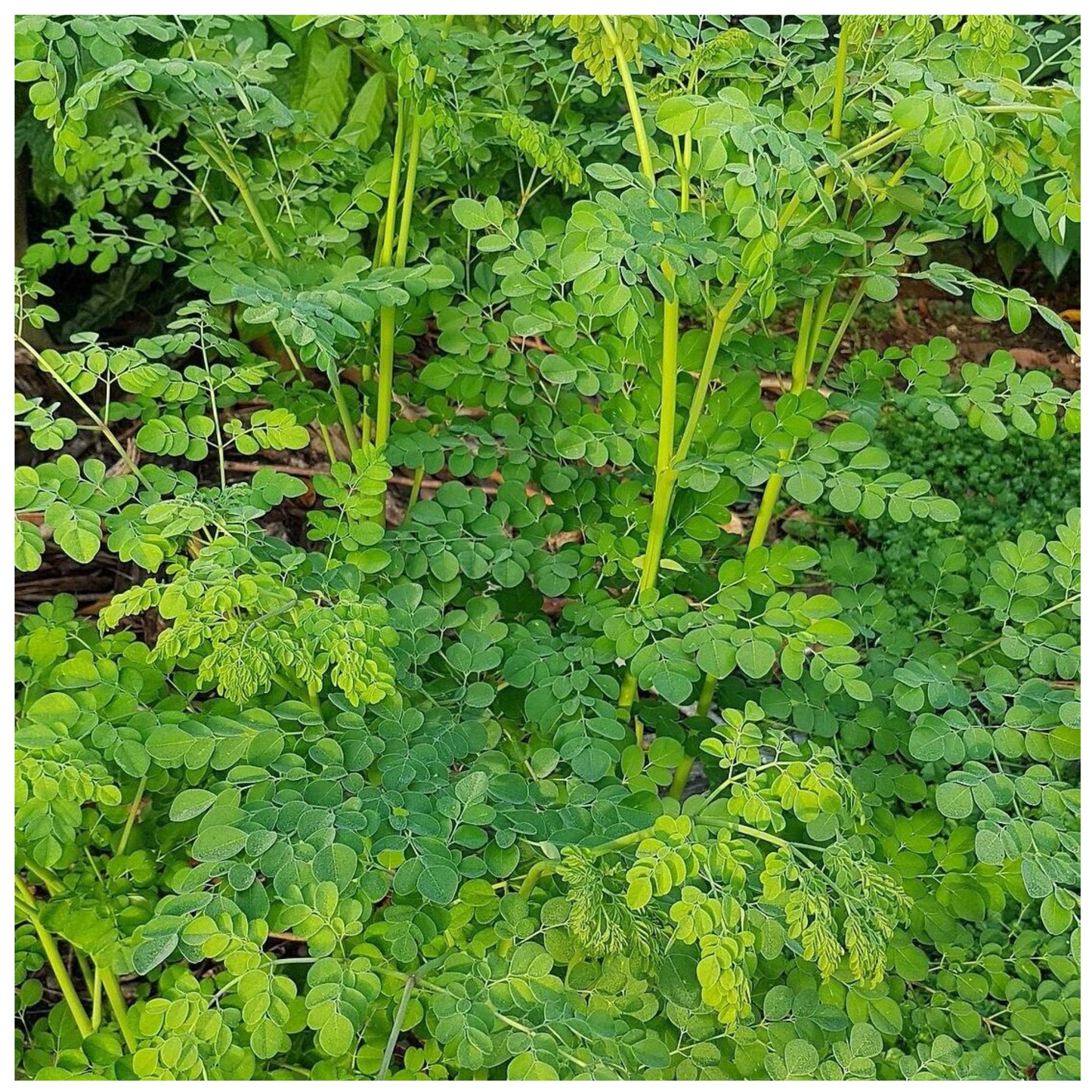 Natural Moringa – The Superfood of Ancient Healing