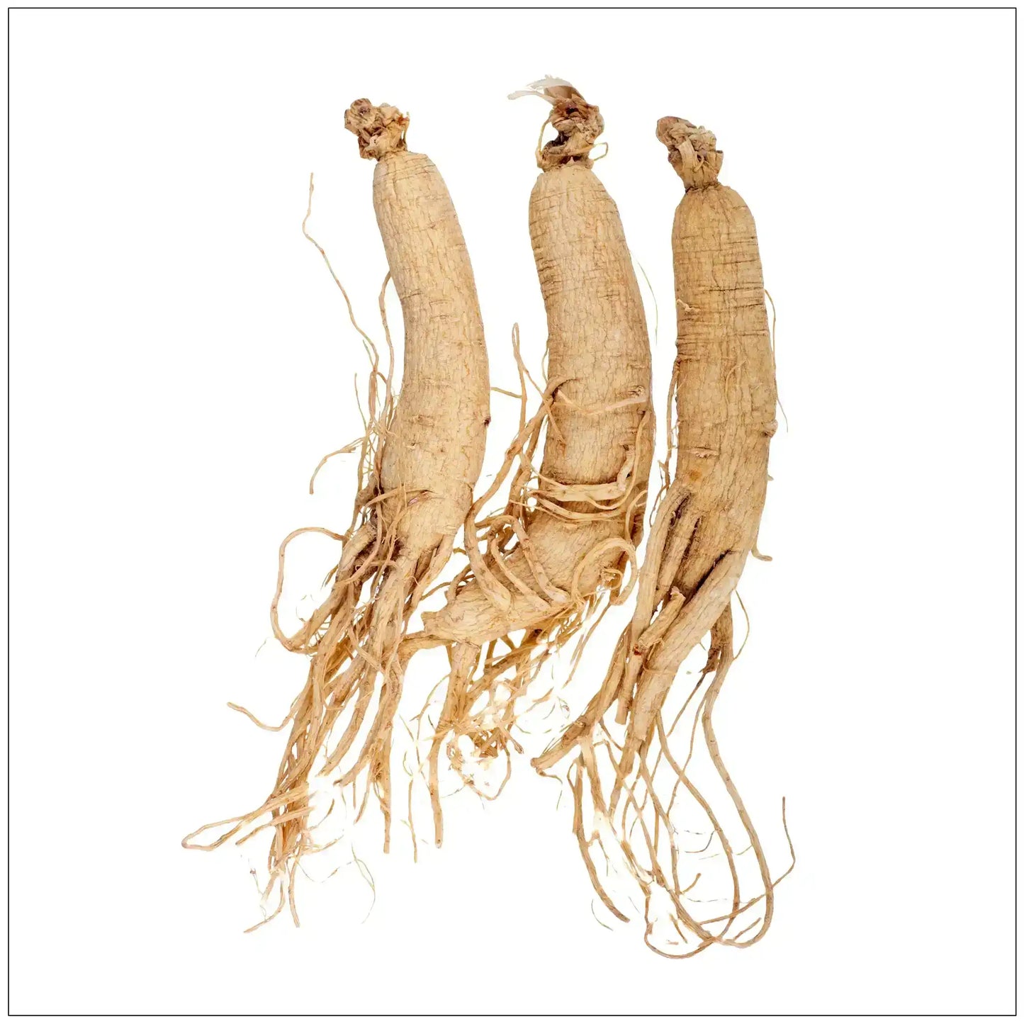 Three whole dried ginseng roots with fine rootlets on a white background