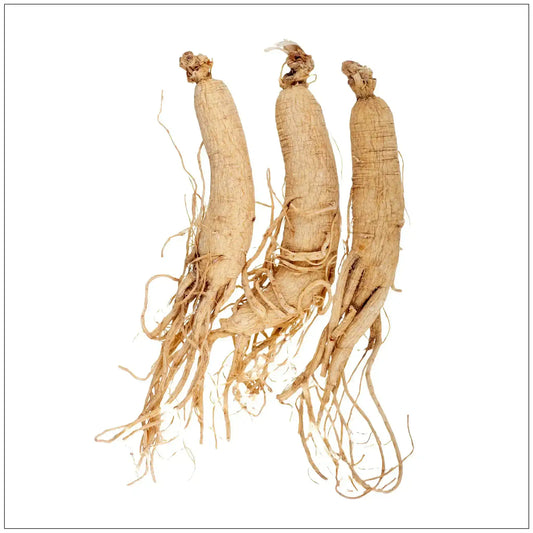 Three whole dried ginseng roots with fine rootlets on a white background