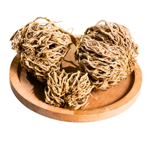 Rose of Jericho – The Miracle Resurrection Plant