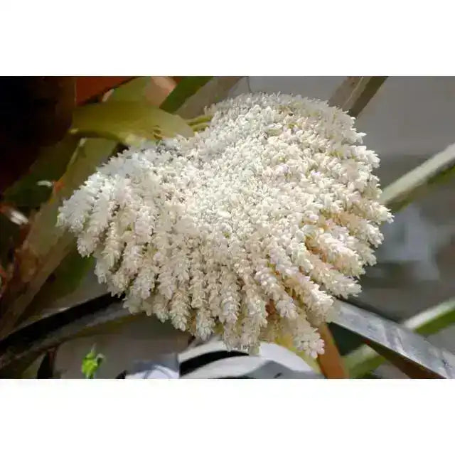 Close-up of white palm pollen cluster hanging from palm tree with green leaves in background